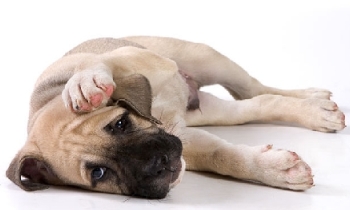 Причины туберкулеза у собак и его опасность для человека