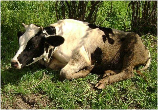 Опасен ли туберкулез у коров для человека?