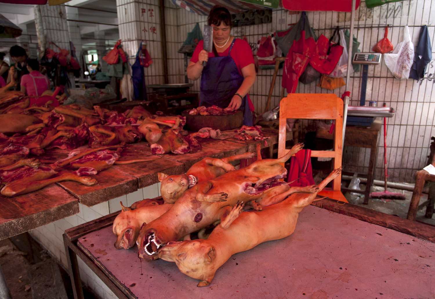 Помогает ли собачье мясо от туберкулёза правда или вымысел?