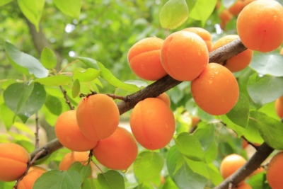 3 рецепта с абрикосами для кормящих мам, а также польза и вред плодов при грудном вскармливании