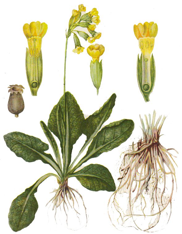 Первоцвет лечебный. Первоцвет весенний лекарственный примула. Первоцвет весенний (Primula veris). Первоцвет весенний (Primula veris l.). Первоцвет весенний ГФ.