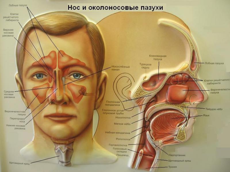 Анатомия и физиология носа
